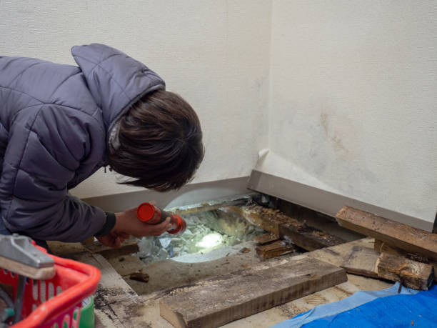 Best Black Mold Removal  in Bremen, IN