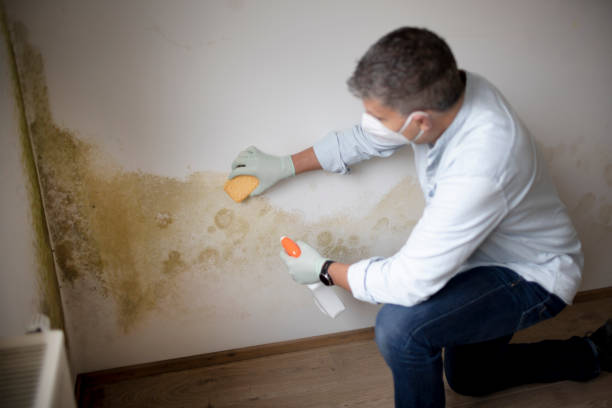 Best Residential Mold Inspection & Testing  in Bremen, IN