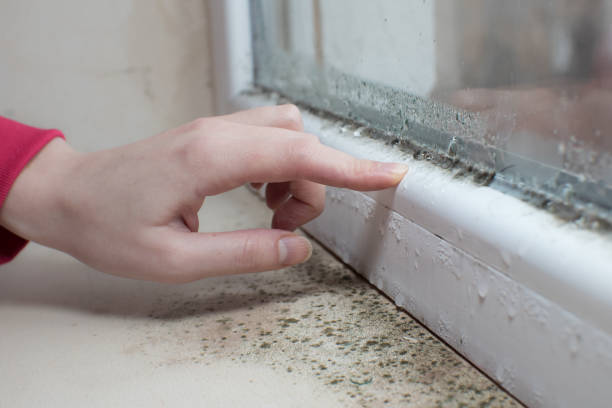 Best Post-Construction Mold Inspection  in Bremen, IN