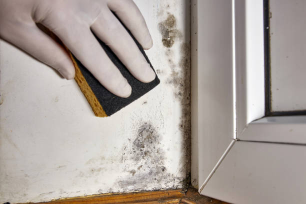 Best Mold Damage Restoration  in Bremen, IN