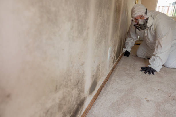 Best Mold Removal for HVAC Installations  in Bremen, IN